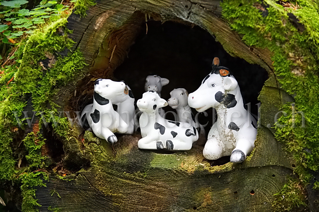 Vaches dans un tronc d\'arbre...